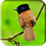 icon Bird Wallpaper for Samsung Galaxy J2 DTV