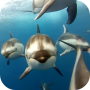 icon Dolphins Live Wallpaper