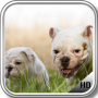 icon Bulldog Pack 2 Wallpaper for Samsung S5830 Galaxy Ace