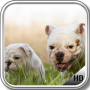 icon Bulldog Pack 2 Wallpaper for Doopro P2