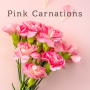 icon Pink Carnations