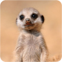 icon Cute Baby Animals Pictures