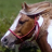 icon breeds horse wallpaper 6.00