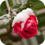 icon Red Rose In The Snow for LG K10 LTE(K420ds)