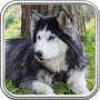 icon Siberian Husky Wallpaper for Huawei MediaPad M3 Lite 10