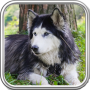 icon Siberian Husky Wallpaper for iball Slide Cuboid