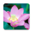 icon Lotus 1.0.8