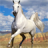 icon Horse Jigsaw Puzzles 2.9.39