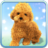 icon Talking Teddy Dog 2.4