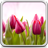 icon Tulips Live Wallpaper 10.0