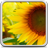 icon Sunflower Live Wallpaper 10.0