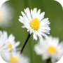 icon Daisy Wallpapers