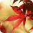 icon Autumn Maple 7.2.8