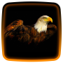 icon Eagles Live Wallpaper for Samsung Galaxy Grand Duos(GT-I9082)