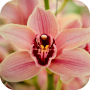 icon Orchid Wallpapers