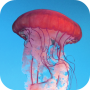 icon Jellyfish Wallpapers for Samsung Galaxy Grand Prime 4G