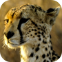 icon Cheetah Wallpapers