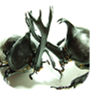 icon Beetle Wars