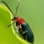 icon Insect identifier for Samsung Galaxy Note 10 1