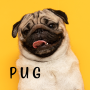 icon Pug