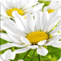 icon My Flower 3D Live wallpaper