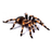 icon Spider Video Live Wallpaper 5.0