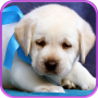 icon Sweet puppies and dogs