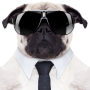 icon Post Dog for Samsung Galaxy Tab 2 10.1 P5110