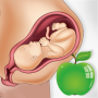 icon Pregnancy Tips Diet Nutrition