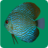 icon Discus Fish Aquarium TV 1.2.3