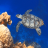 icon com.piedlove.turtle.swimming.coral.reef 1.8.0