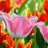 icon com.piedlove.fascinating.flowering.tulips.free 1.8.0