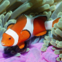 icon Underwater Jigsaw Puzzles