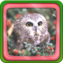 icon Owl Live Wallpaper