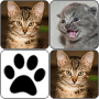 icon Cats Memory Game for Samsung Galaxy Grand Prime 4G