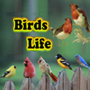 icon Birds Life