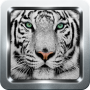 icon White Tiger Wallpapers for Samsung S5830 Galaxy Ace