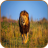 icon Lion Images 1.0.08
