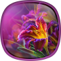 icon Flowers Live Wallpaper