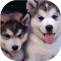 icon Puppies dogs live wallpaper