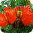 icon Tulip Tree 1.1.1