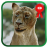 icon Wild Nature Lions LWP 2.0