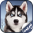 icon Dog 1.1