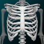 icon Human skeleton Anatomy