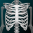 icon Human skeleton Anatomy 3.5.4