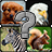 icon com.darrus2015.animalriddles.android 1.1