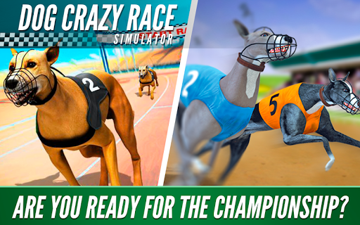 Dog Crazy Race Simulator