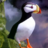 icon 3D Puffin Slots 1.6