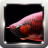 icon Arowana Wallpapers 2