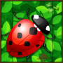 icon Ladybug Jumpy Line for iball Slide Cuboid